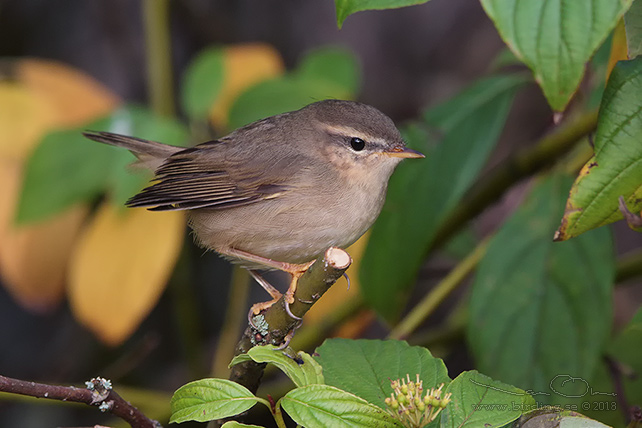 BRUNSÅNGARE / DUSKY WARBLER (Phylloscopus fuscatus)