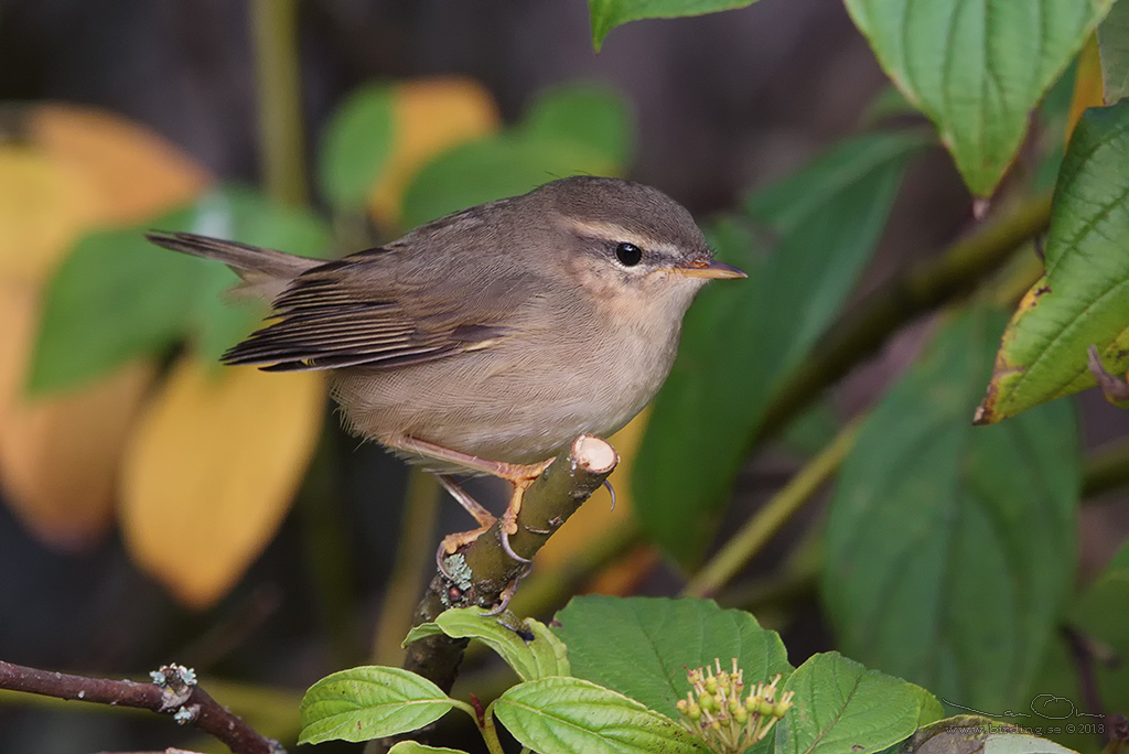 BRUNSNGARE / DUSKY WARBLER (Phylloscopus fuscatus) - Stng / Close