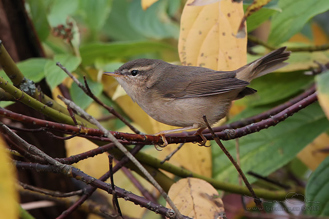 BRUNSÅNGARE / DUSKY WARBLER (Phylloscopus fuscatus)