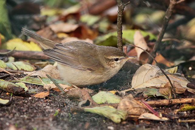 BRUNSÅNGARE / DUSKY WARBLER (Phylloscopus fuscatus)