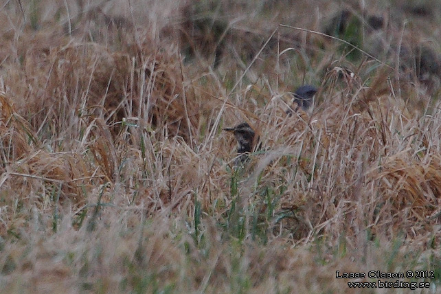 BRUNTRAST / DUSKY THRUSH (Turdus naumanni)