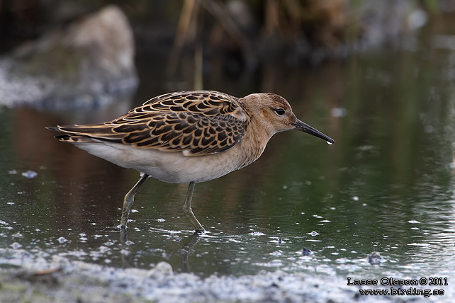 BRUSHANE / RUFF  (Calidris pugnax) - stor bild / full size