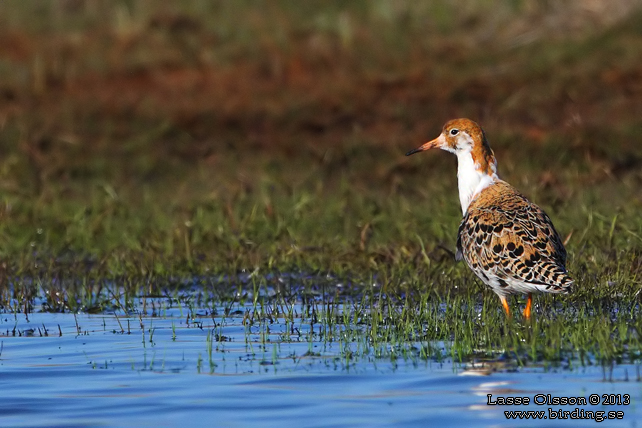 BRUSHANE / RUFF  (Calidris pugnax) - stor bild / full size