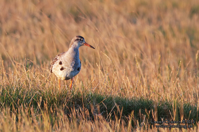 BRUSHANE / RUFF  (Calidris pugnax) - stor bild / full size