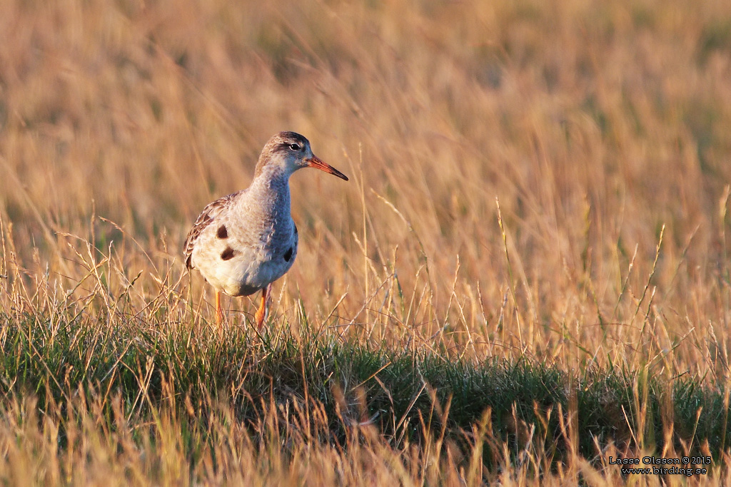 BRUSHANE / RUFF  (Calidris pugnax) - Stng / Close