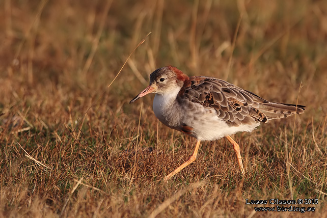 BRUSHANE / RUFF  (Calidris pugnax) - stor bild / full size