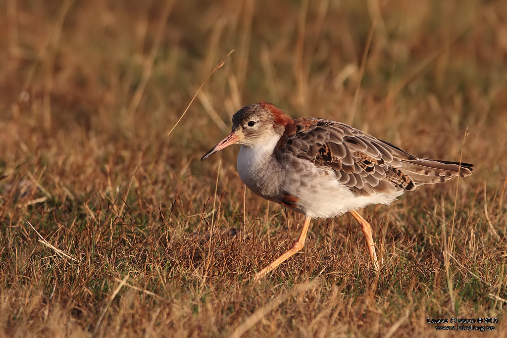 BRUSHANE / RUFF  (Calidris pugnax) - Stng / Close