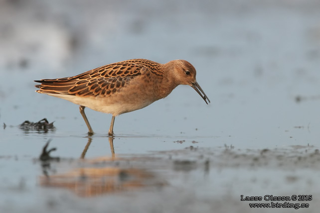 BRUSHANE / RUFF  (Calidris pugnax) - stor bild / full size