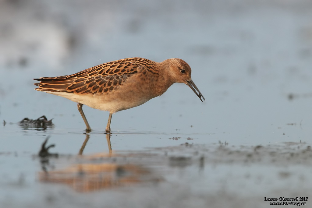 BRUSHANE / RUFF  (Calidris pugnax) - Stng / Close