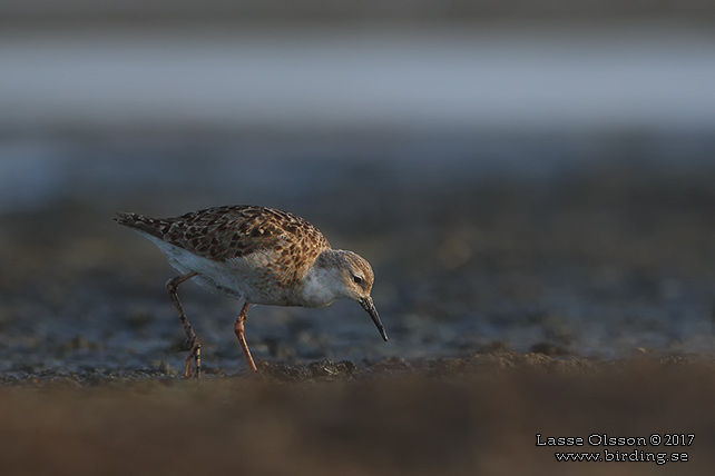 BRUSHANE / RUFF  (Calidris pugnax) - stor bild / full size