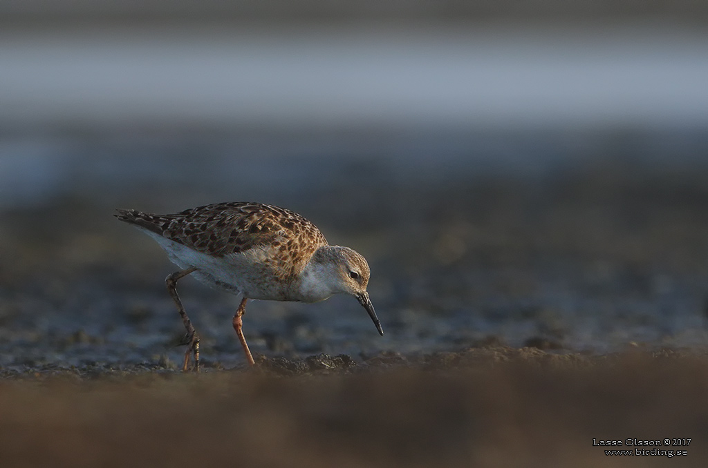 BRUSHANE / RUFF  (Calidris pugnax) - Stng / Close