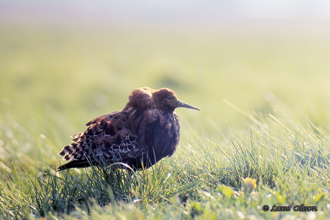 BRUSHANE / RUFF  (Calidris pugnax)