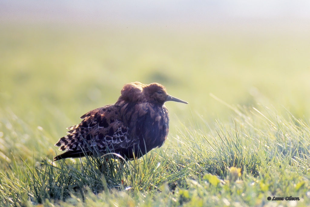 BRUSHANE / RUFF  (Calidris pugnax) - Stng / Close