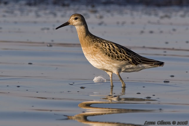 BRUSHANE / RUFF  (Calidris pugnax) - stor bild / full size