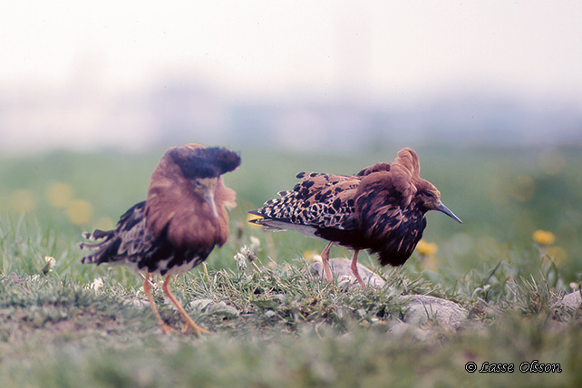 BRUSHANE / RUFF  (Calidris pugnax)