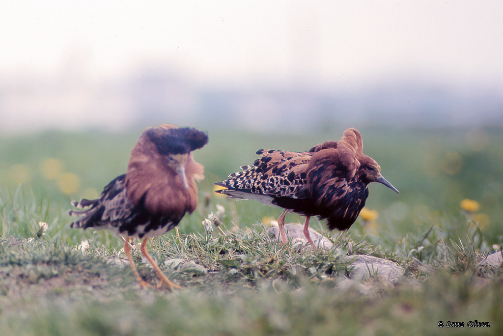 BRUSHANE / RUFF  (Calidris pugnax) - Stng / Close