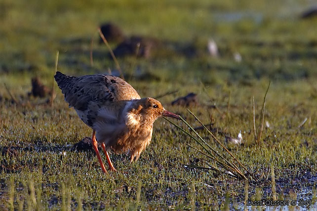 BRUSHANE / RUFF  (Calidris pugnax)