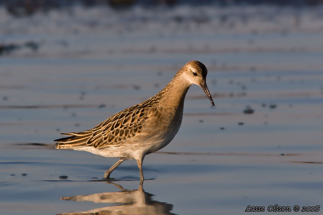 BRUSHANE / RUFF  (Calidris pugnax) - stor bild / full size