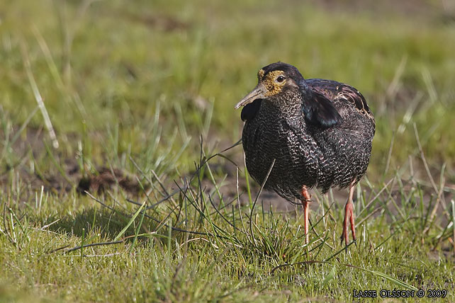 BRUSHANE / RUFF  (Calidris pugnax) - stor bild / full size