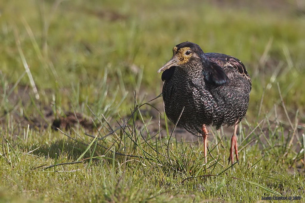 BRUSHANE / RUFF  (Calidris pugnax) - Stng / Close