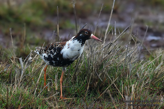 BRUSHANE / RUFF  (Calidris pugnax) - stor bild / full size