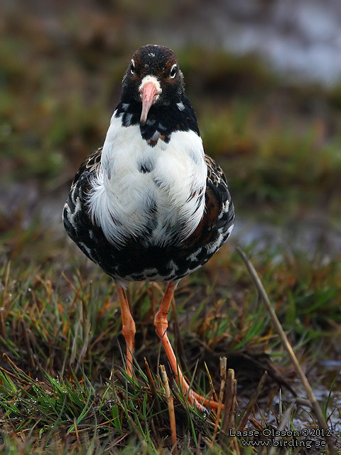 BRUSHANE / RUFF  (Calidris pugnax) - stor bild / full size