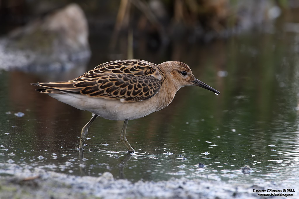 BRUSHANE / RUFF  (Calidris pugnax) - Stng / Close