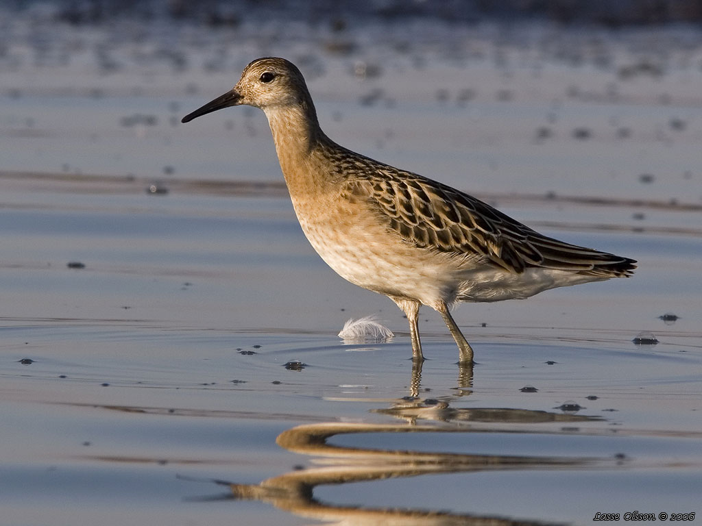 BRUSHANE / RUFF  (Calidris pugnax) - Stng / Close