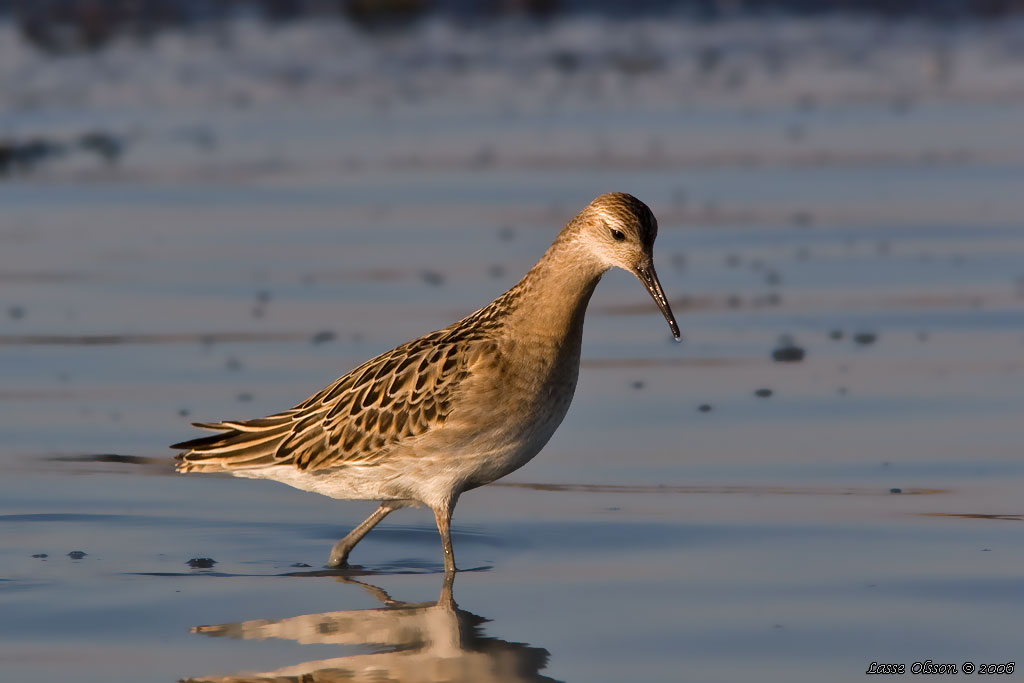 BRUSHANE / RUFF  (Calidris pugnax) - Stng / Close