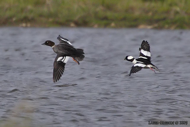 BUFFELHUVUD / BUFFLEHEAD (Bucephala albeola)