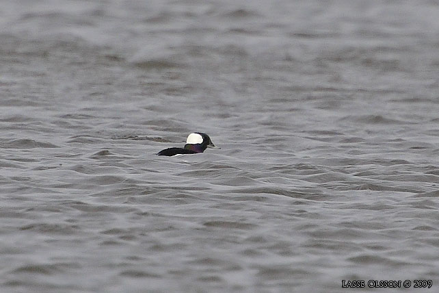 BUFFELHUVUD / BUFFLEHEAD (Bucephala albeola)