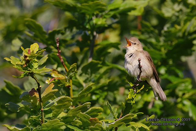 BUSKSNGARE / BLYTH'S REED WARBLER (Acrocephalus dumetorum) - stor bild / full size