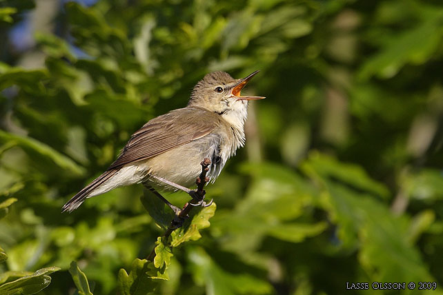 BUSKSNGARE / BLYTH'S REED WARBLER (Acrocephalus dumetorum) - stor bild / full size