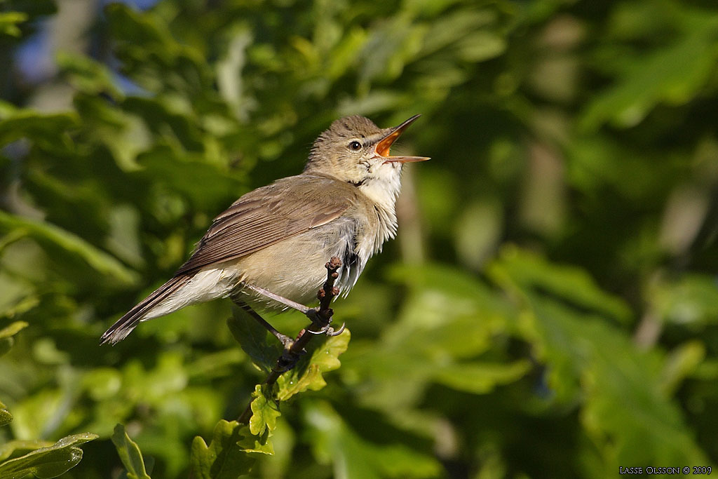 BUSKSNGARE / BLYTH'S REED WARBLER (Acrocephalus dumetorum) - Stng / Close