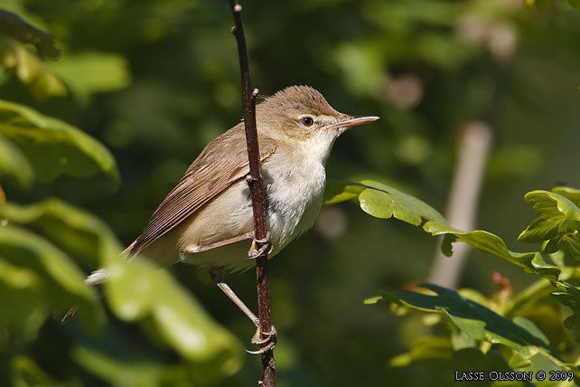 BUSKSNGARE / BLYTH'S REED WARBLER (Acrocephalus dumetorum) - stor bild / full size