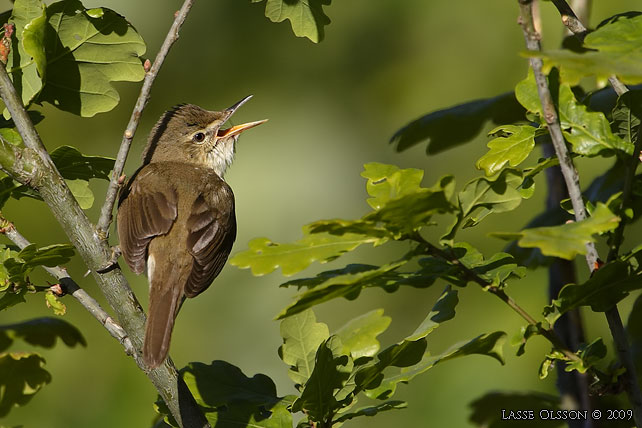 BUSKSNGARE / BLYTH'S REED WARBLER (Acrocephalus dumetorum) - stor bild / full size