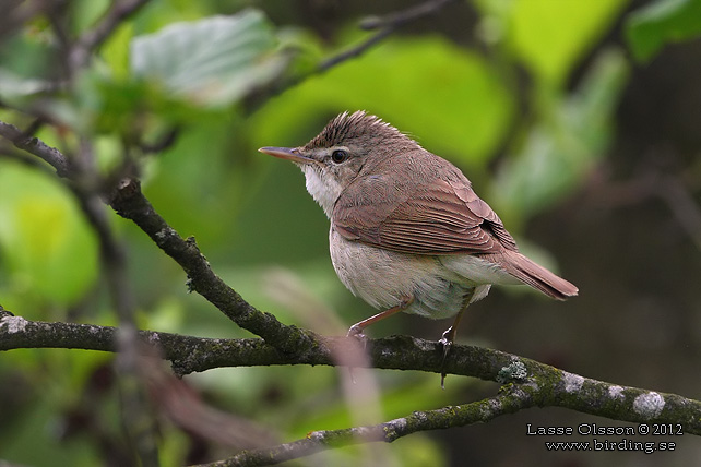 BUSKSÅNGARE / BLYTH'S REED WARBLER (Acrocephalus dumetorum) - stor bild / full size