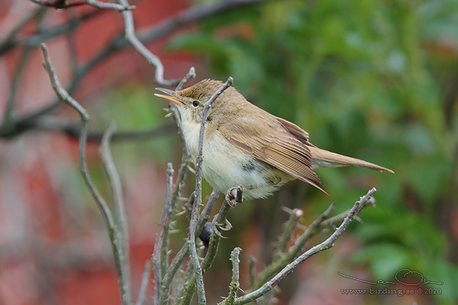 BUSKSÅNGARE / BLYTH'S REED WARBLER (Acrocephalus dumetorum) - stor bild / full size