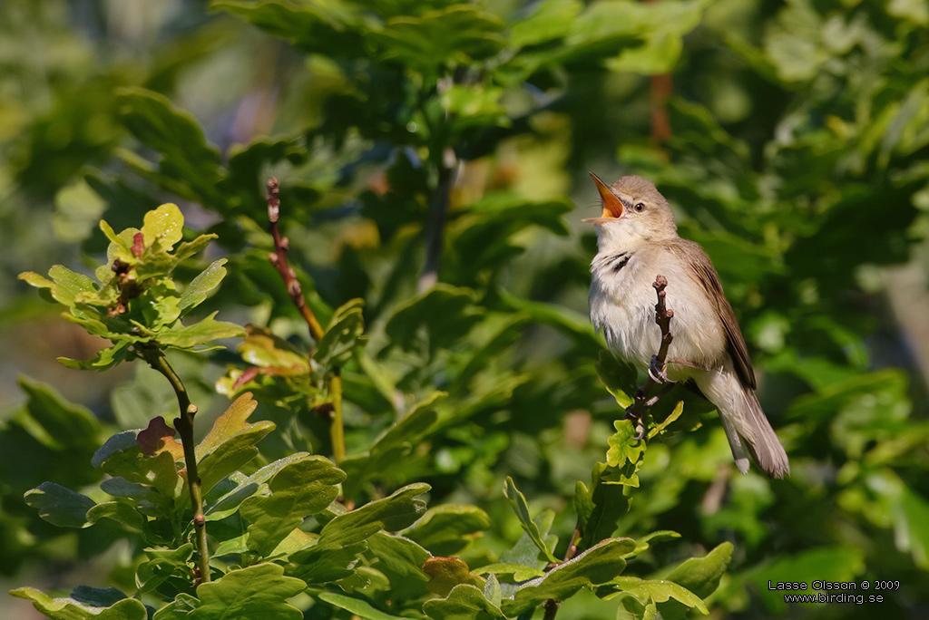 BUSKSNGARE / BLYTH'S REED WARBLER (Acrocephalus dumetorum) - Stng / Close