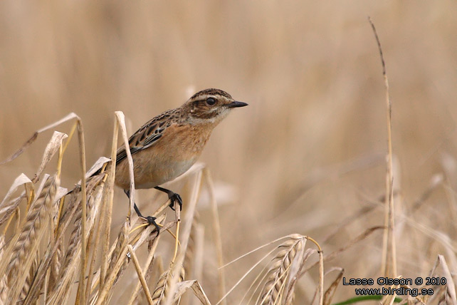 BUSKSKVTTA / WHINCHAT (Saxicola rubetra) - stor bild / full size