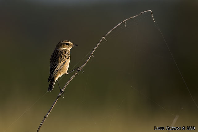 BUSKSKVTTA / WHINCHAT (Saxicola rubetra) - stor bild / full size