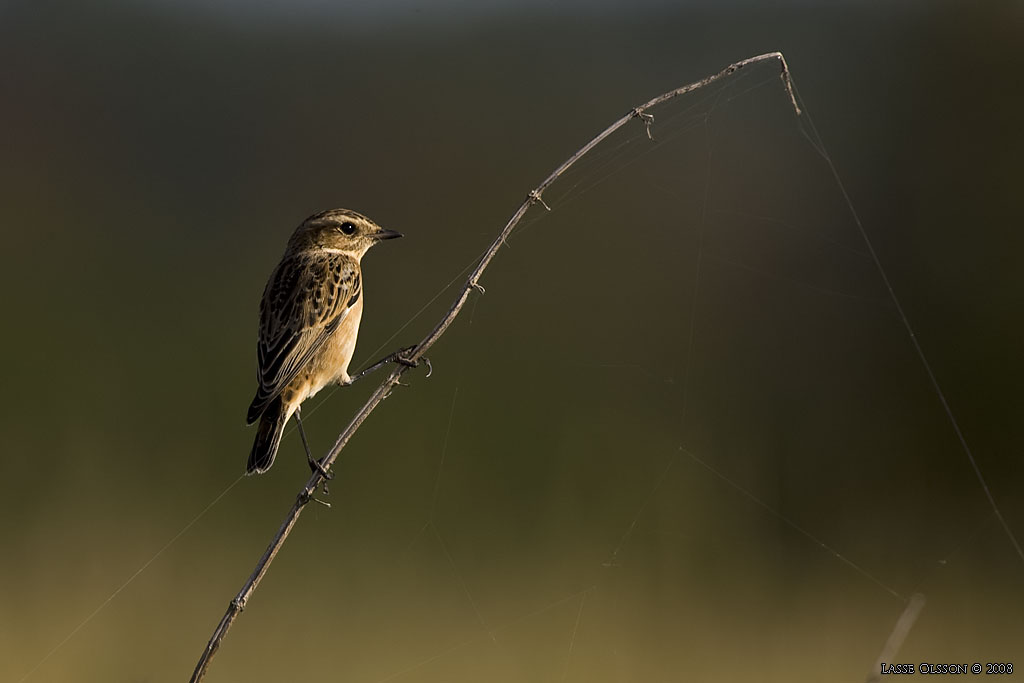 BUSKSKVTTA / WHINCHAT (Saxicola rubetra) - Stng / Close