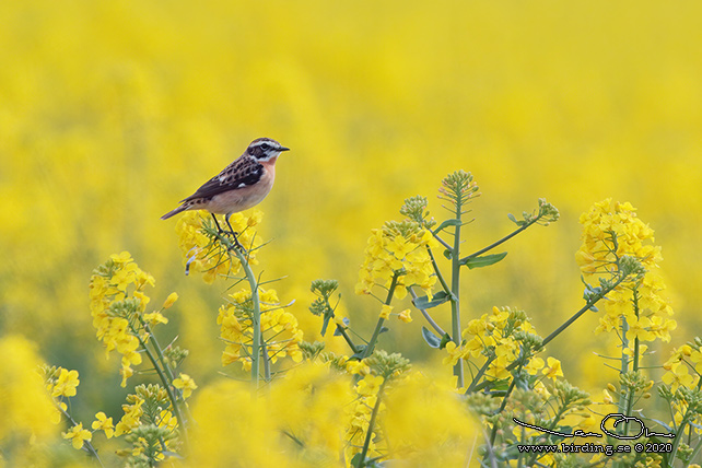 BUSKSKVÄTTA / WHINCHAT (Saxicola rubetra) - stor bild / full size