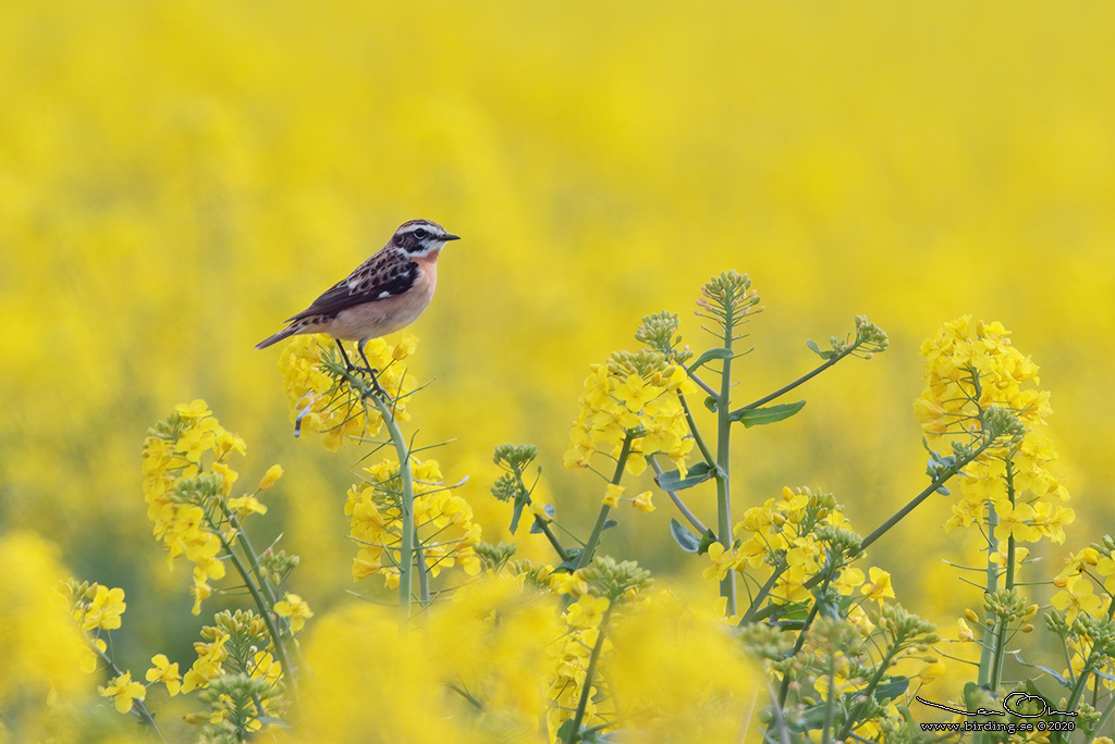 BUSKSKVTTA / WHINCHAT (Saxicola rubetra) - Stng / Close