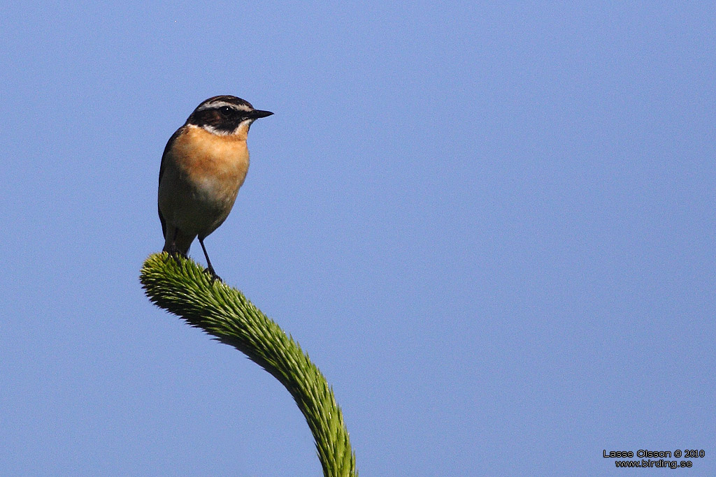 BUSKSKVTTA / WHINCHAT (Saxicola rubetra) - Stng / Close