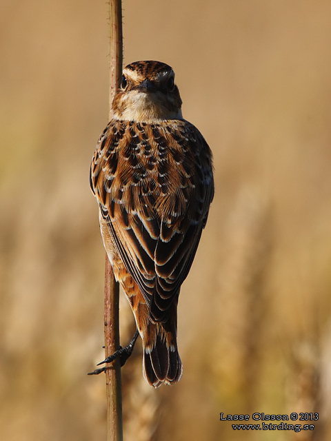 BUSKSKVÄTTA / WHINCHAT (Saxicola rubetra) - stor bild / full size