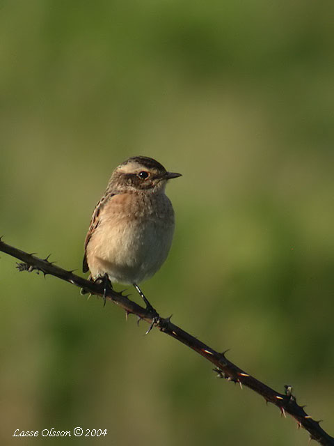 BUSKSKVTTA / WHINCHAT (Saxicola rubetra)