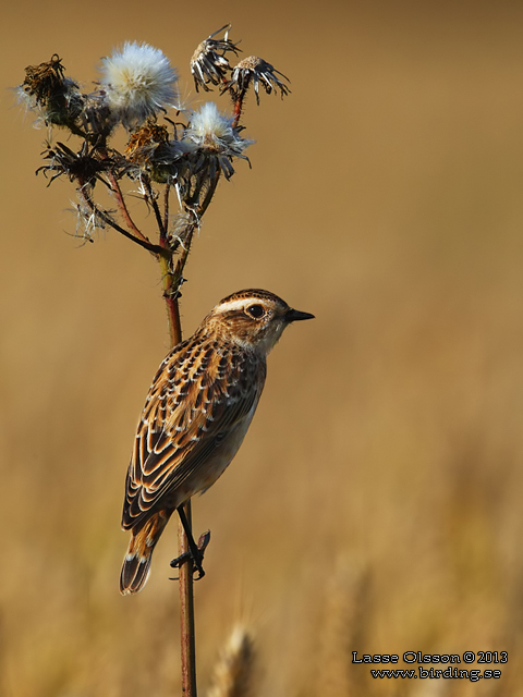 BUSKSKVÄTTA / WHINCHAT (Saxicola rubetra) - stor bild / full size