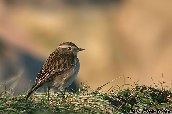 BUSKSKVTTA / WHINCHAT (Saxicola rubetra)