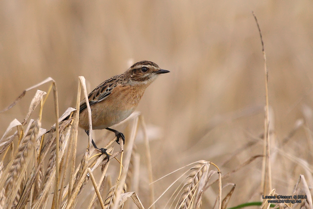 BUSKSKVTTA / WHINCHAT (Saxicola rubetra) - Stng / Close